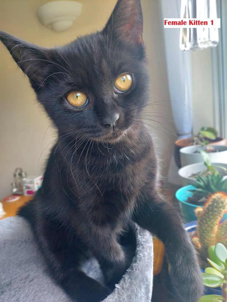 image for 3 little kittens are looking for a new home - mom British Shorthair