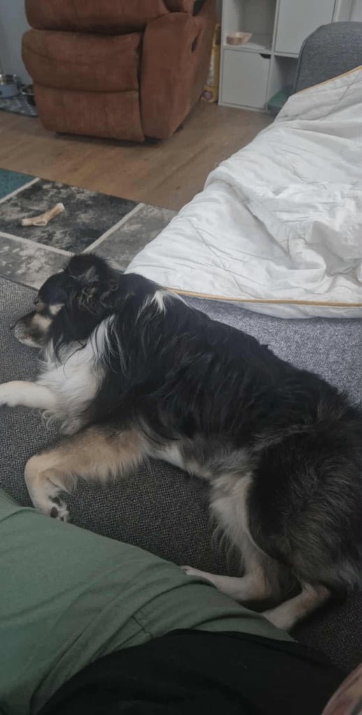 Male Japanese Spitz cross male