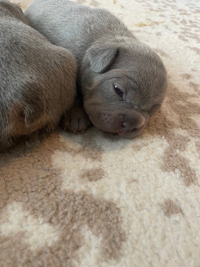 French bulldog puppies