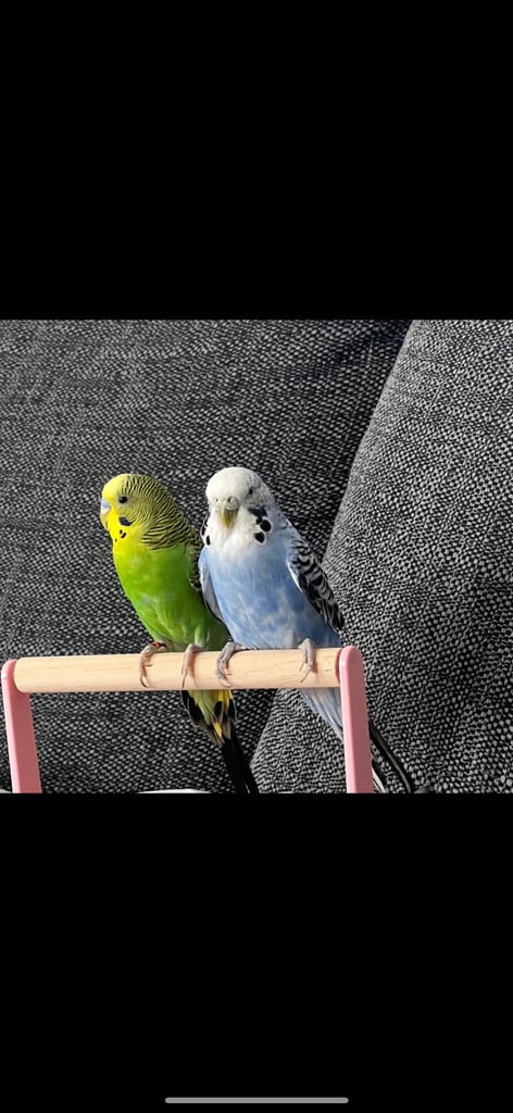 budgies for sale