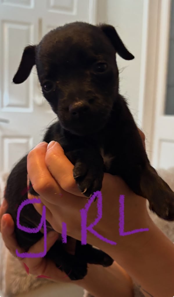 Patterdale terriers for sale 