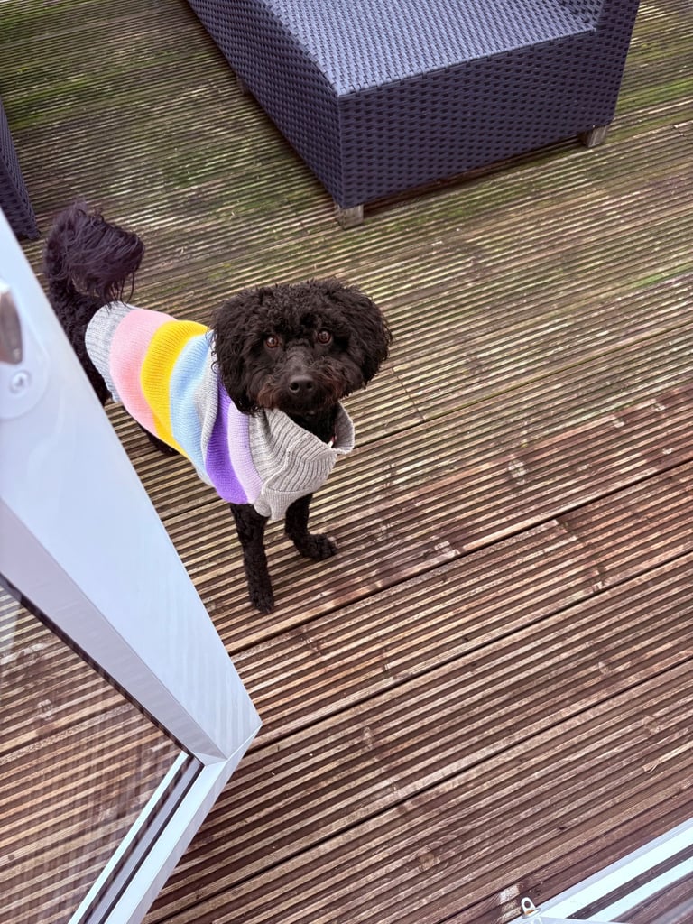 14 month old black Schnoodle 