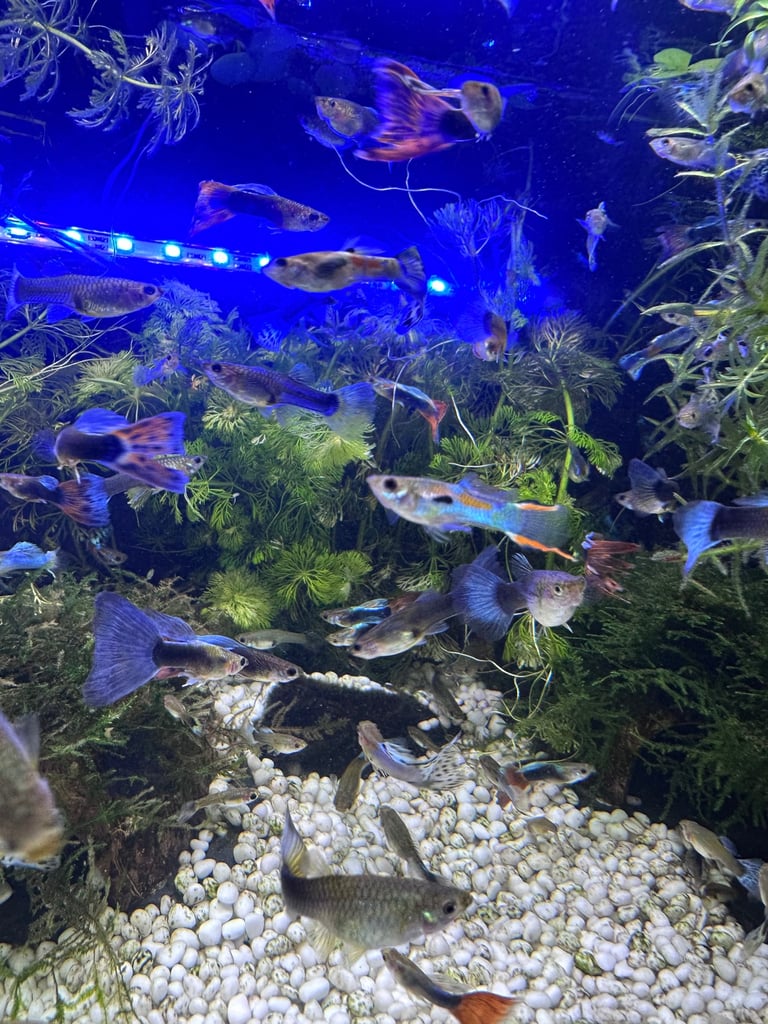 Aquarium Guppies