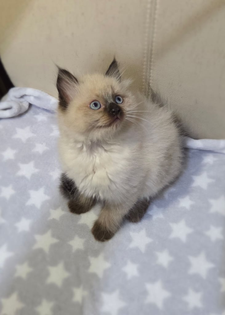 2  kittens Persian X Ragdoll