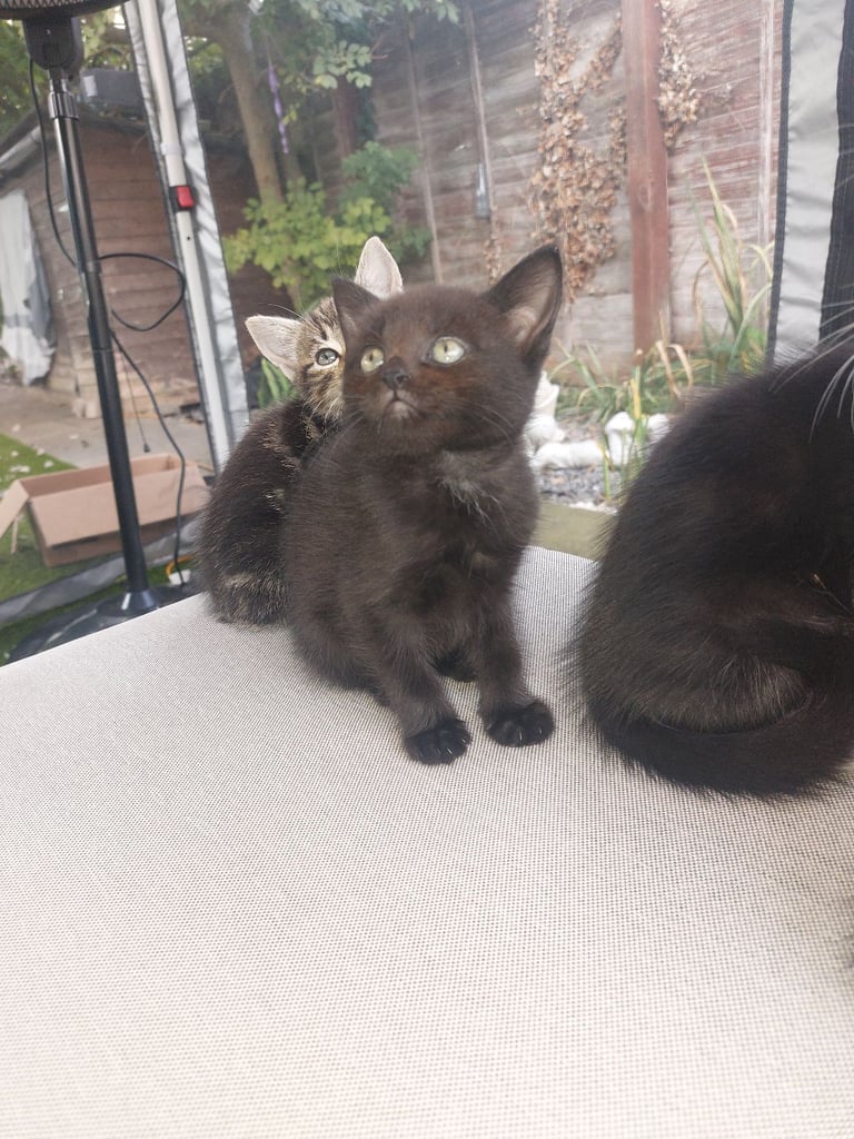 4 gorgeous kittens for sale. 