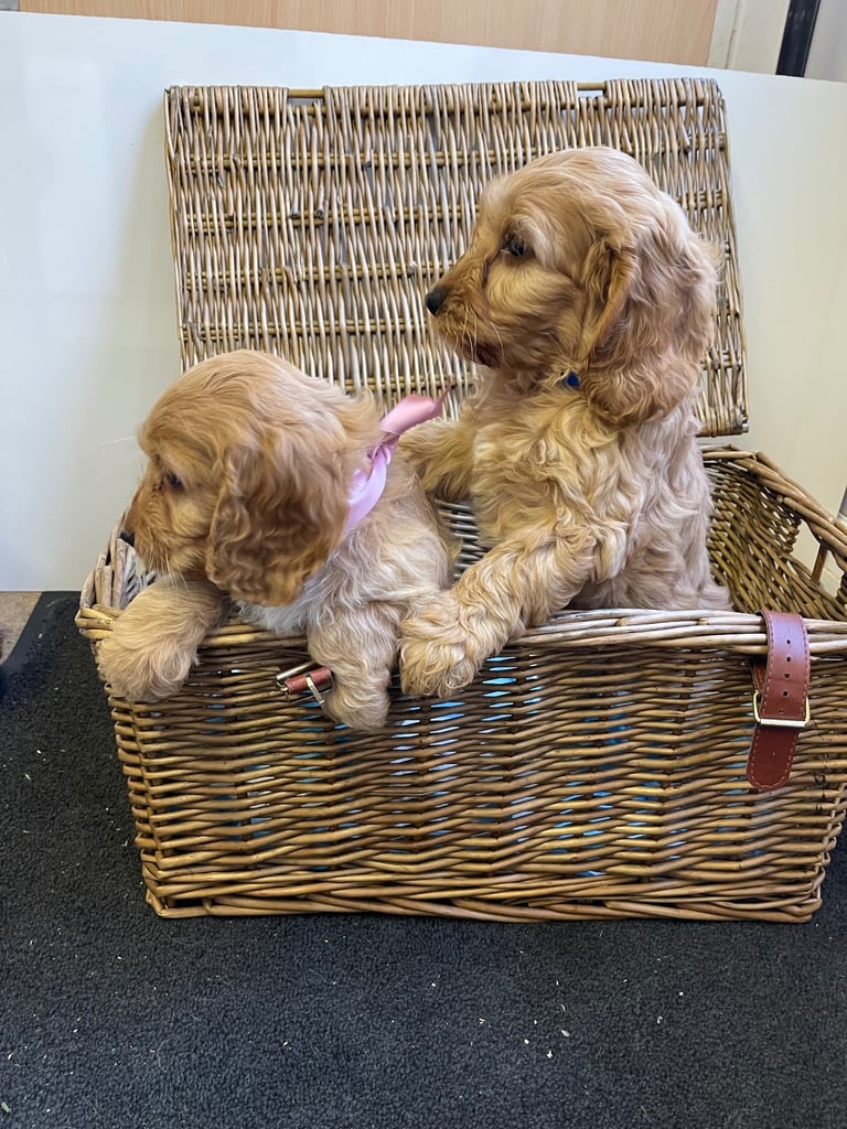 Red cockapoo puppies 