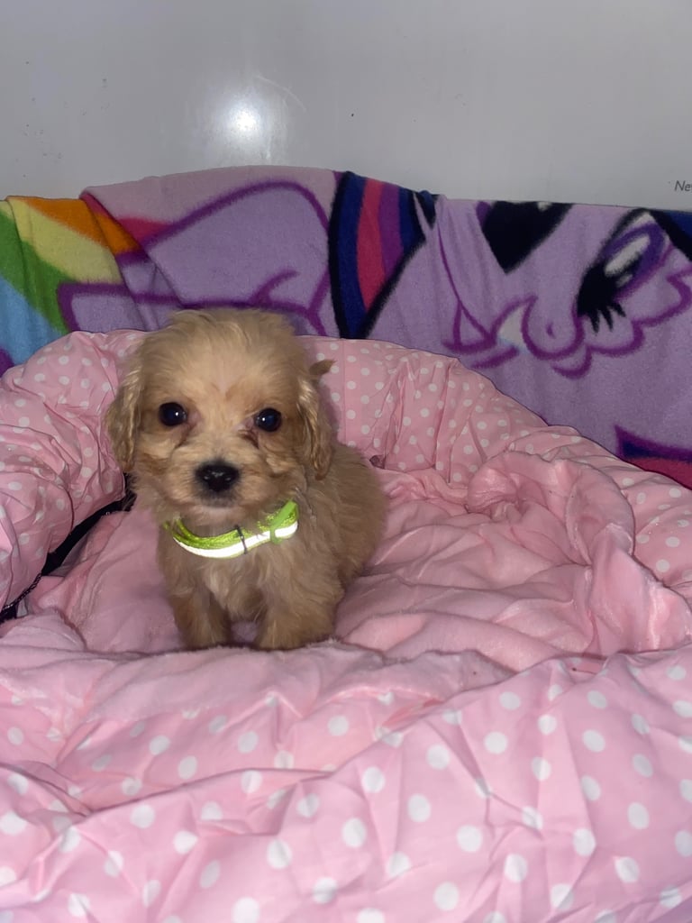 Cockapoo puppies FOR SALE! 