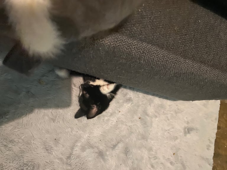  kittens ready now 