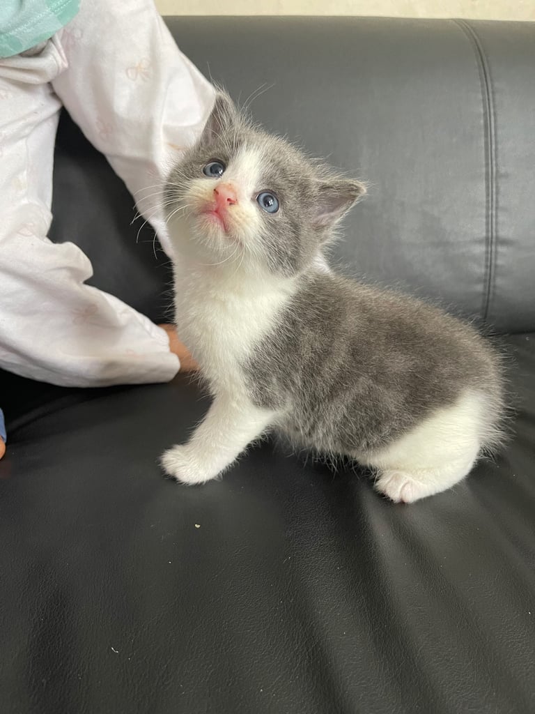 Kittens looking for a home