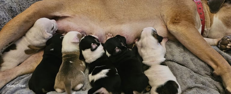 Confident & Well-Socialised Presa x Staffy Pups ready to leave 4/10/2025