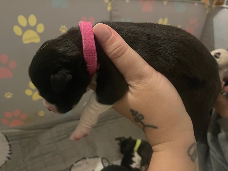 Borsky puppies !! SOLD SOLD !!
