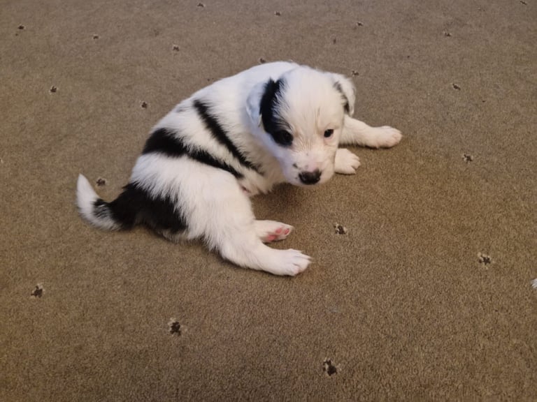 2 x black and white male puppies for sale 