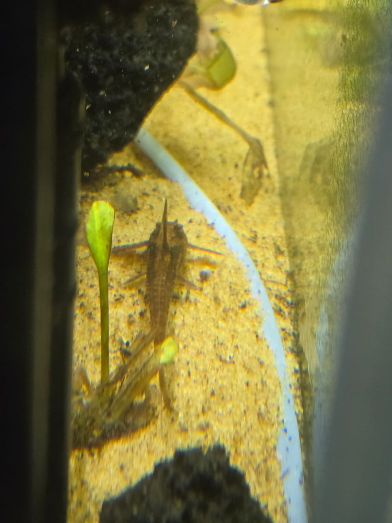 Tropical fish, need rehoming.