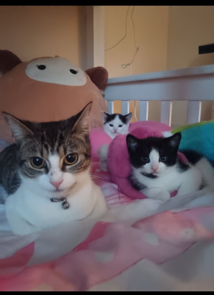 Kitten for sale 12 weeks 