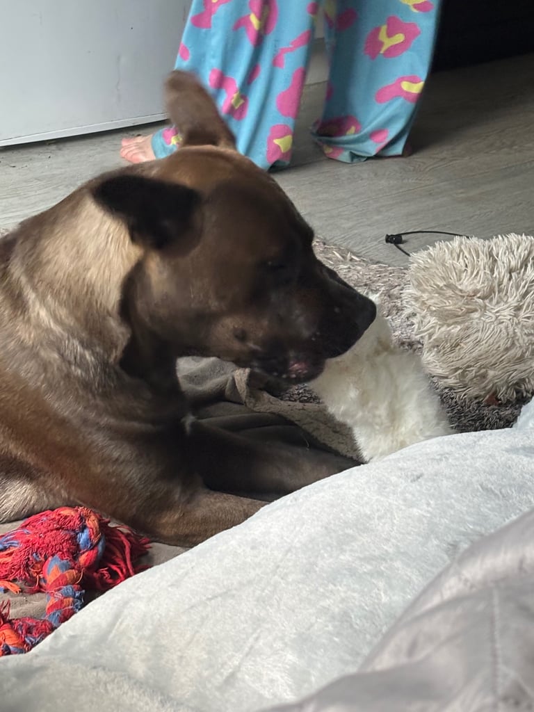 Beautiful Bella 19 month old Cane corso x