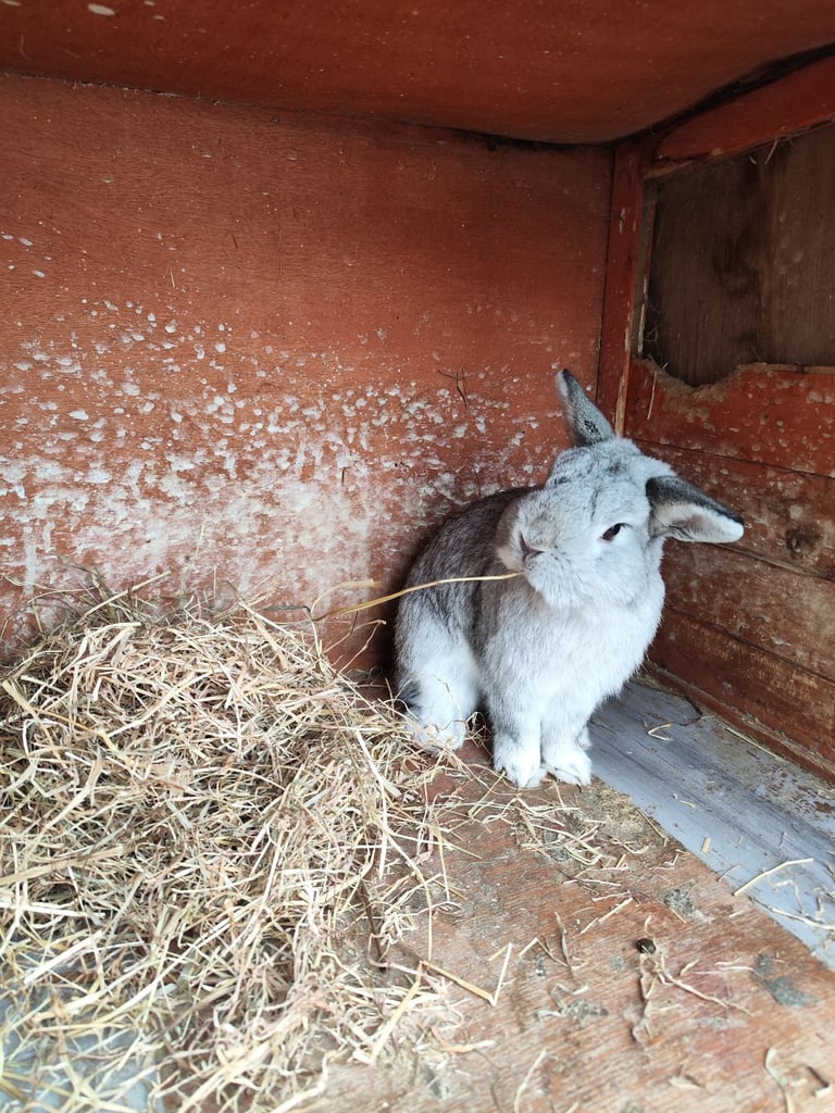 image for Rabbit Dwarf Neverland 
