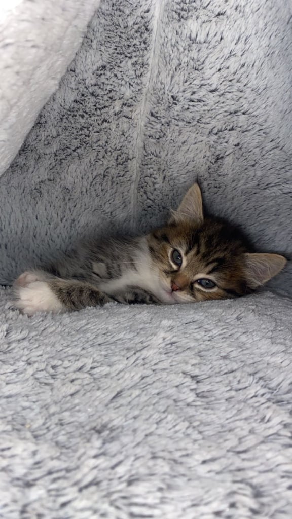 Adorable Kitten Ready For A New Home 🏡 