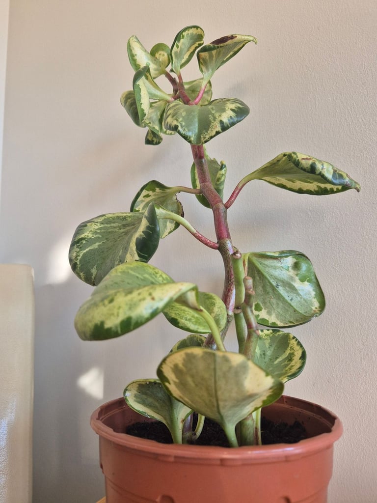 image for Indoor plant - Peperomia