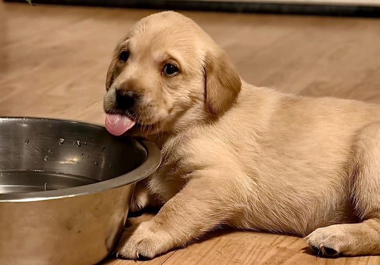 Labrador Pups - 7 Left! 