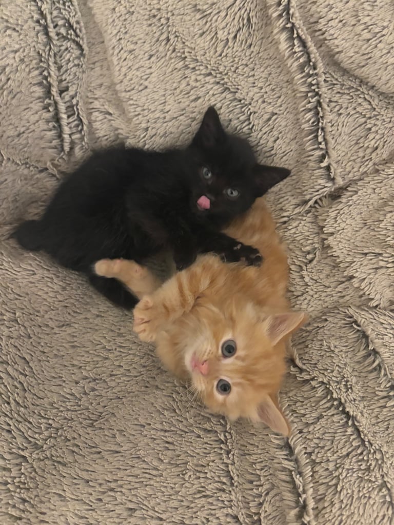 *1 girl kitten left*