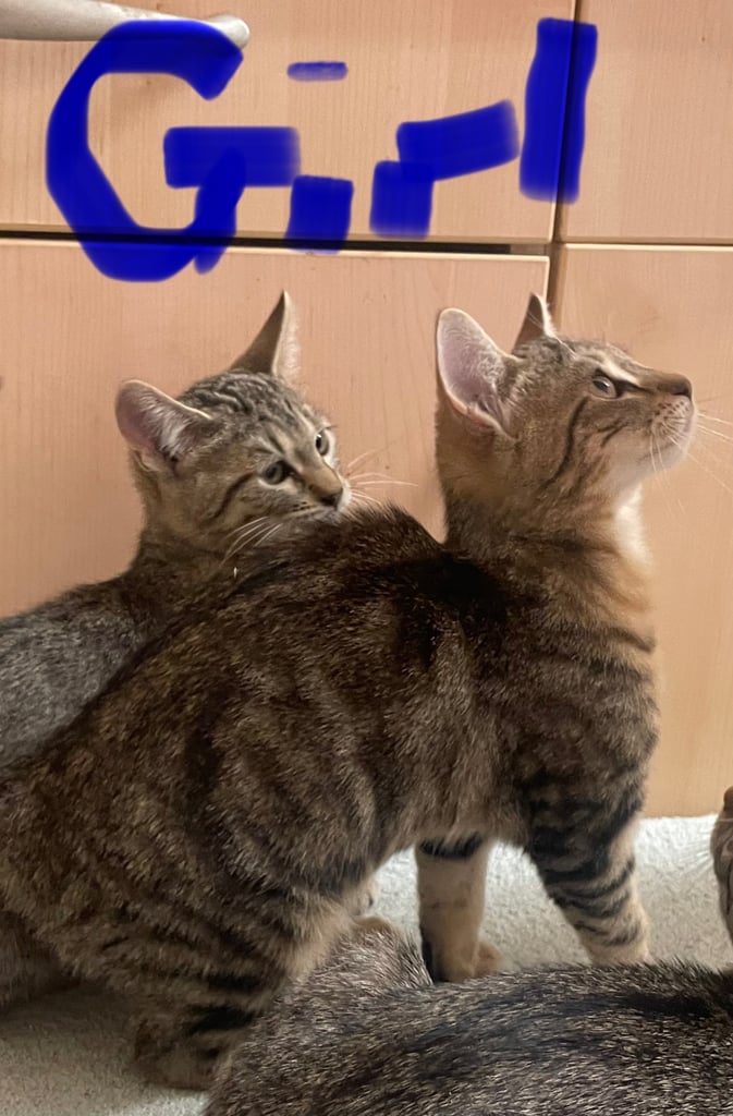 Bengal cross kittens