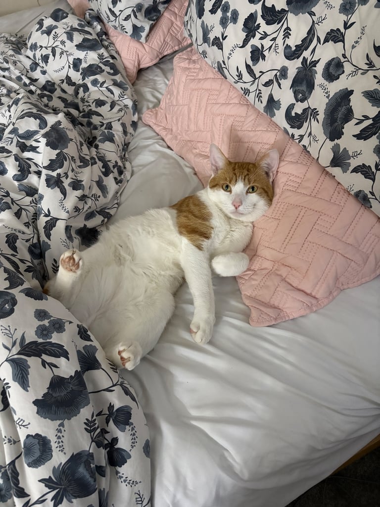 image for Two Male Neutered British Shorthair Ginger and White for Rehoming