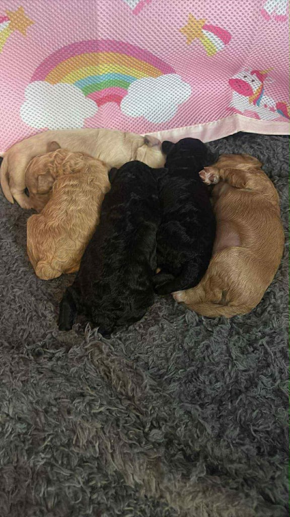 Cockapoo puppies 