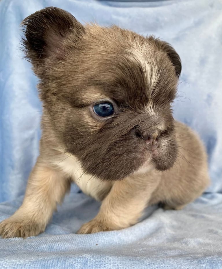Fluffy frenchbulldog puppies Ready to leave now ❤️