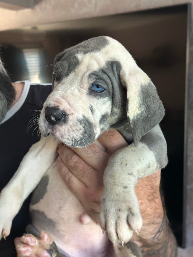 Blue KC registered Great Dane puppies