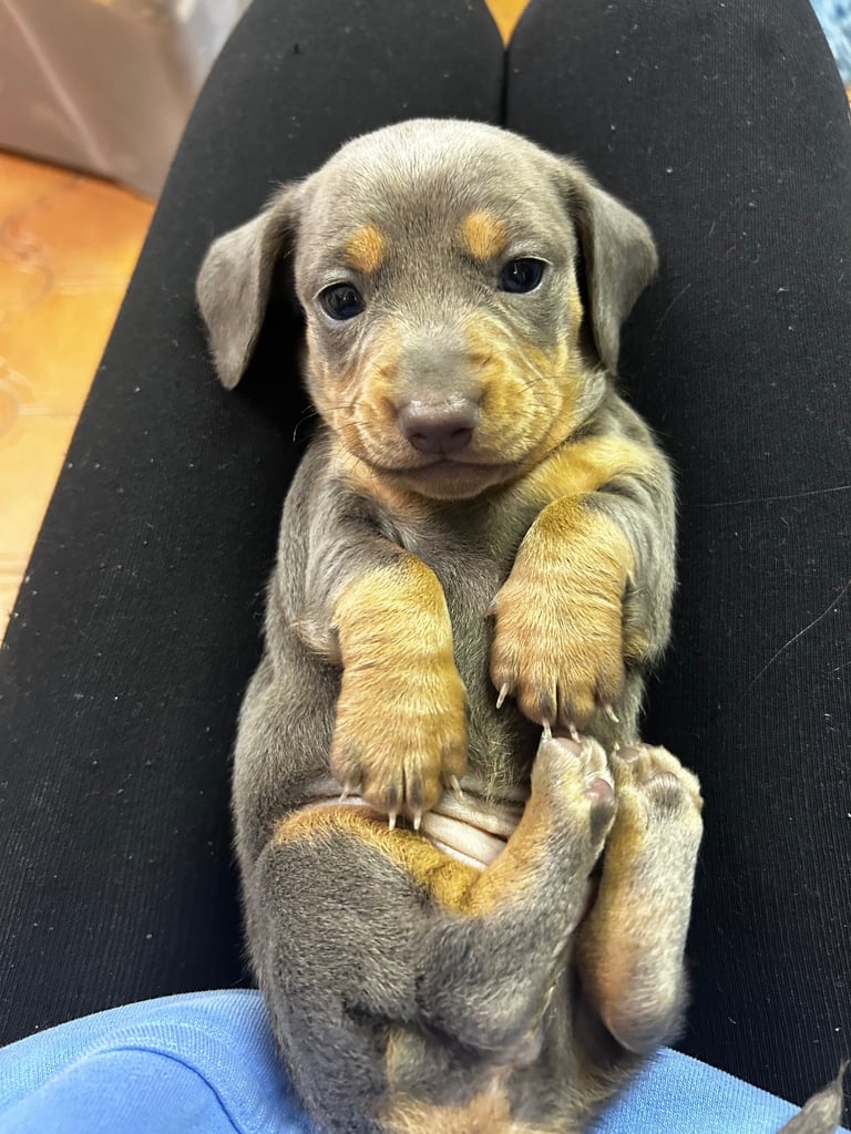 Beautiful Miniature Dachshund Puppies