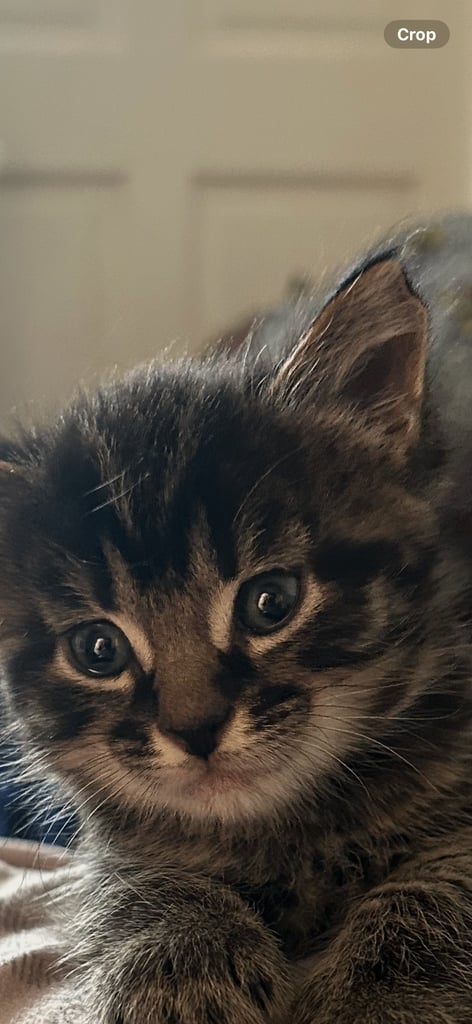Kittens looking for a forever home