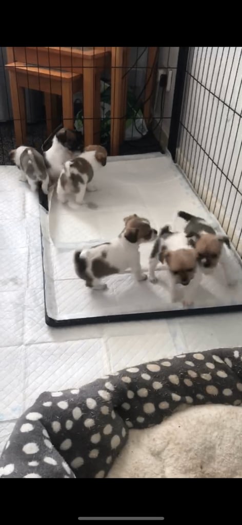 Shih tzu x chihuahua puppies 