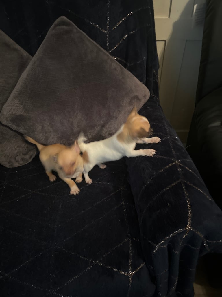 Chihuahua puppies 
