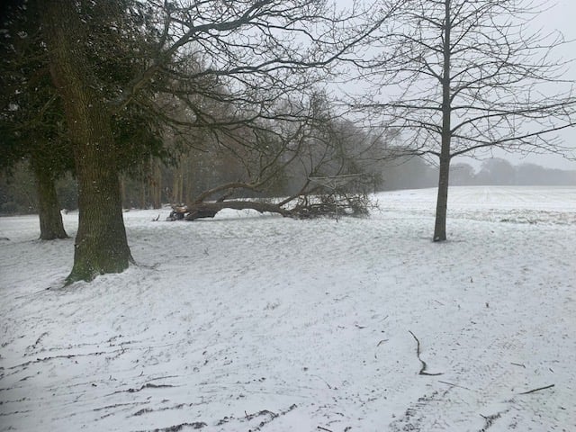 Local firewood ready to burn
