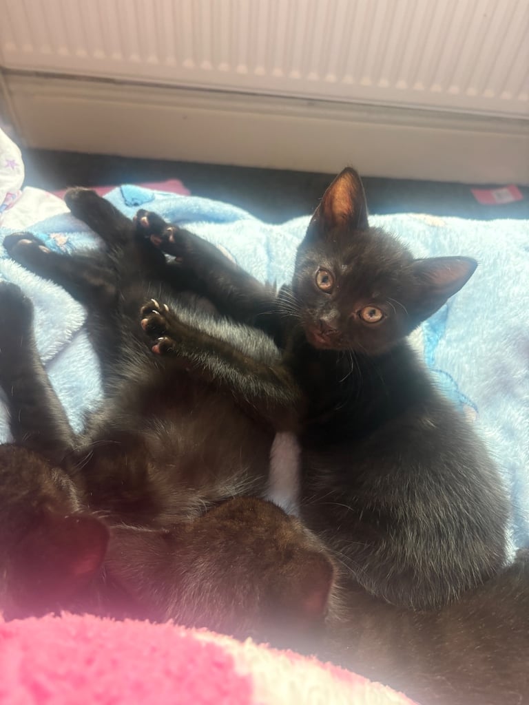 Kittens for sale 