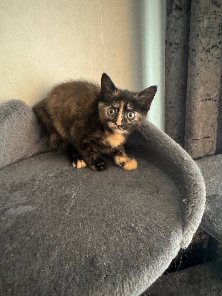 7 week old Kittens for sale 