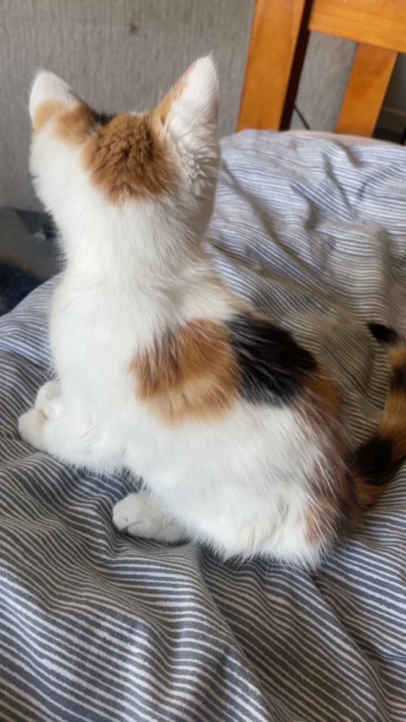 Female kitten 15 weeks