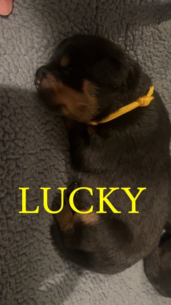 Rottweiler pups 