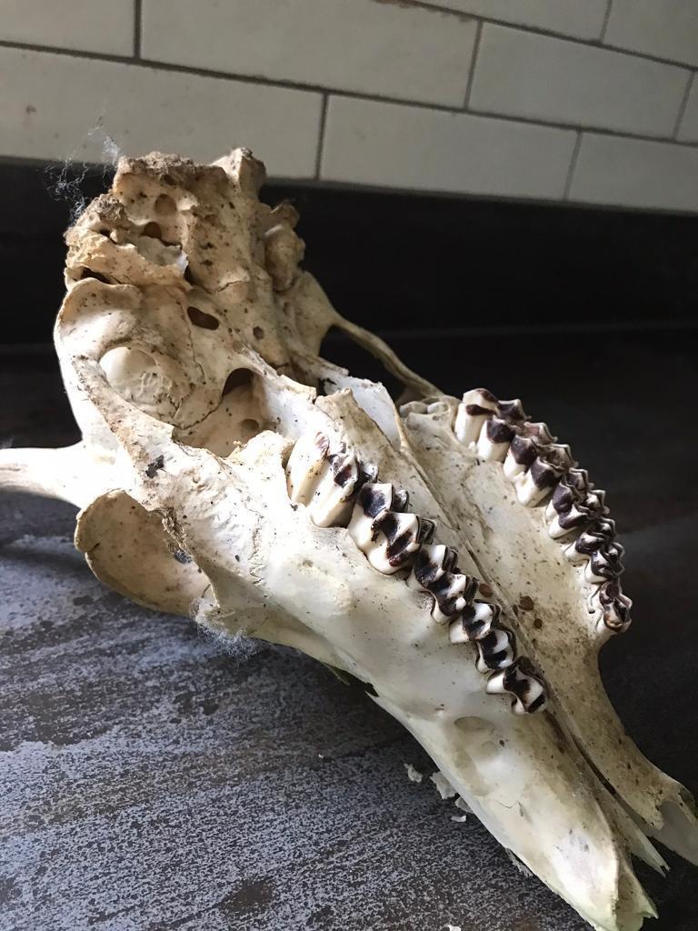 Deer skull 