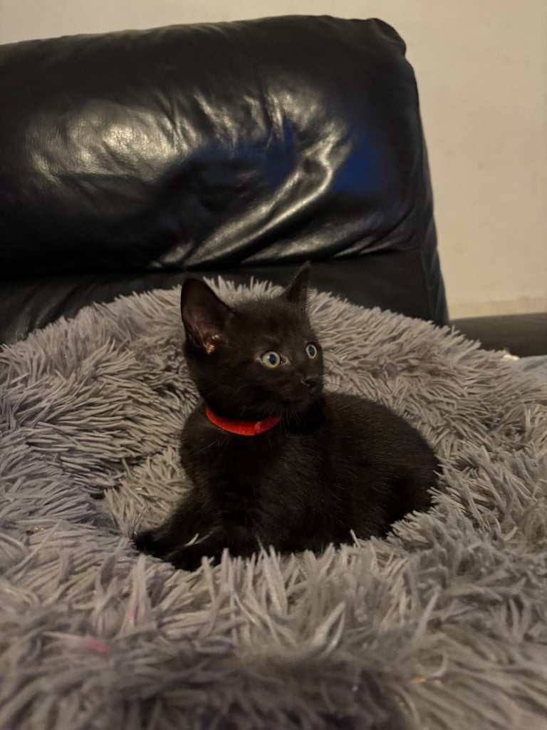 Bengal cross kittens 