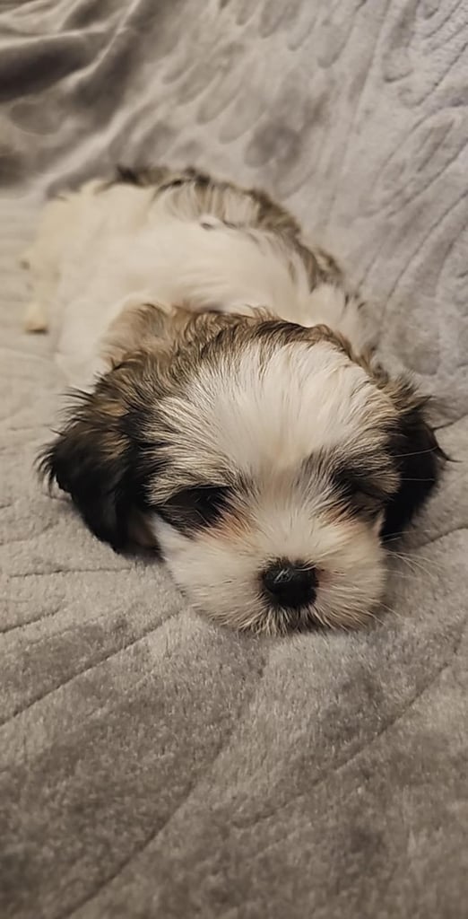 Charles Cavalier Maltese X Shih Tzu Puppies For Sale King Charles