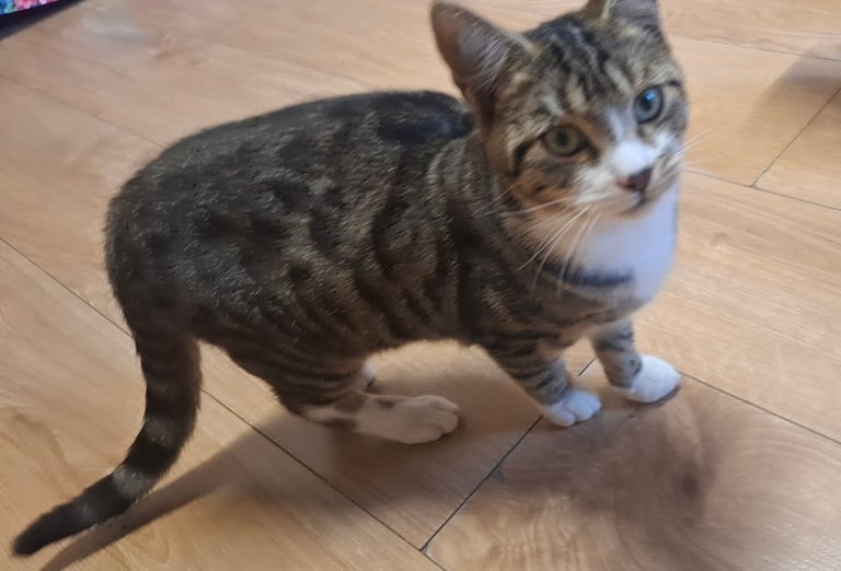 Young male cat to a good home