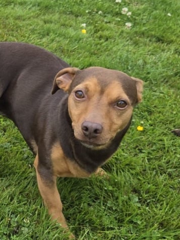 Jack Russell Dogs Puppies for Sale Gumtree