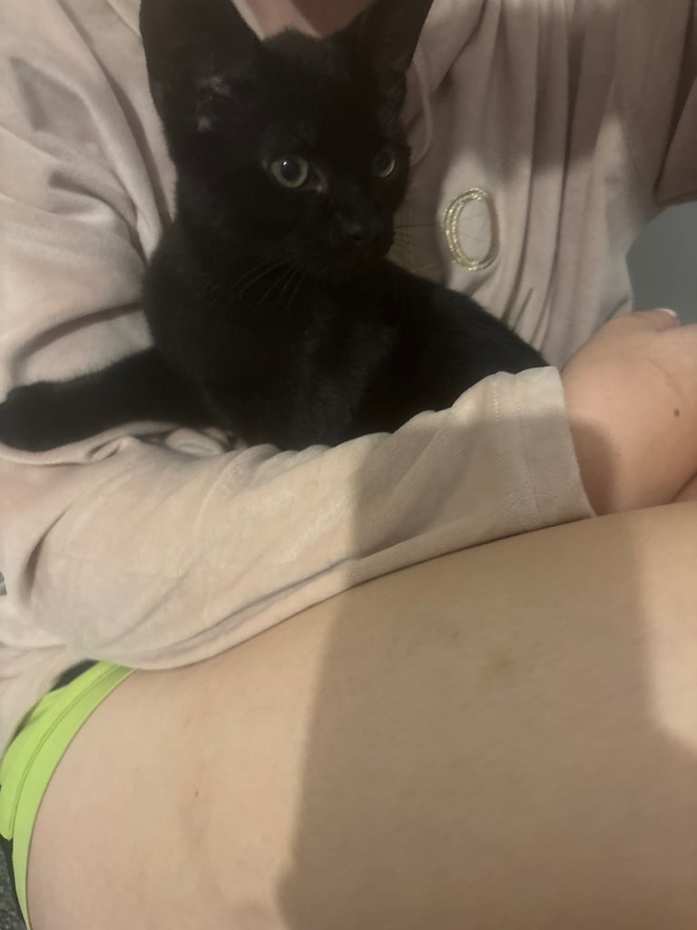 Reduced from £60 Beautiful cats for sale 
