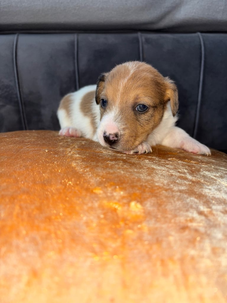 Two gorgeous Jack Russell puppies left