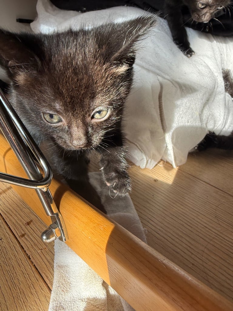 5 kittens for sale 4 girls 1 boy