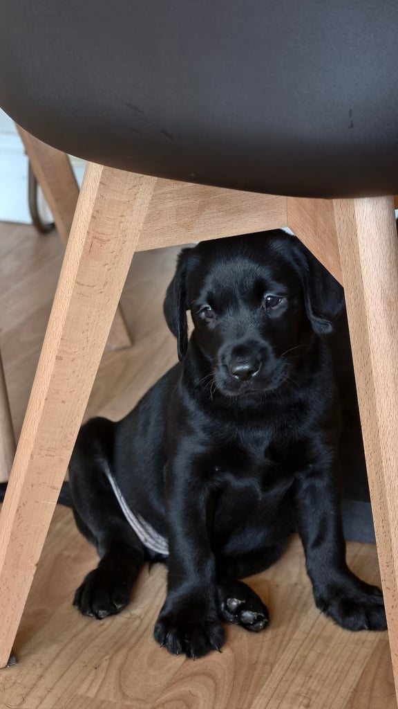 Black Labrador Puppies 