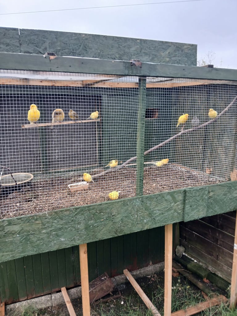 12 fife fancy canaries for sale
