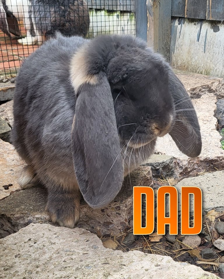 Giant french lop babies