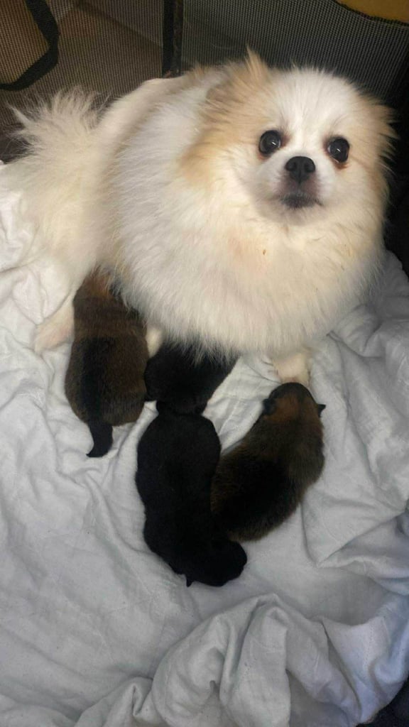 Pomeranian puppies - AVAILABLE 